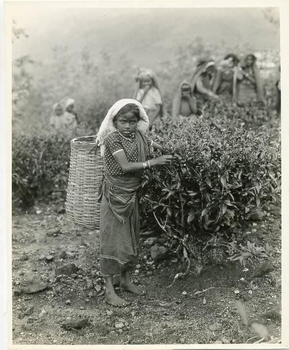 Tea pluckers on a Ceylon hill-country estate in the early years of the industry